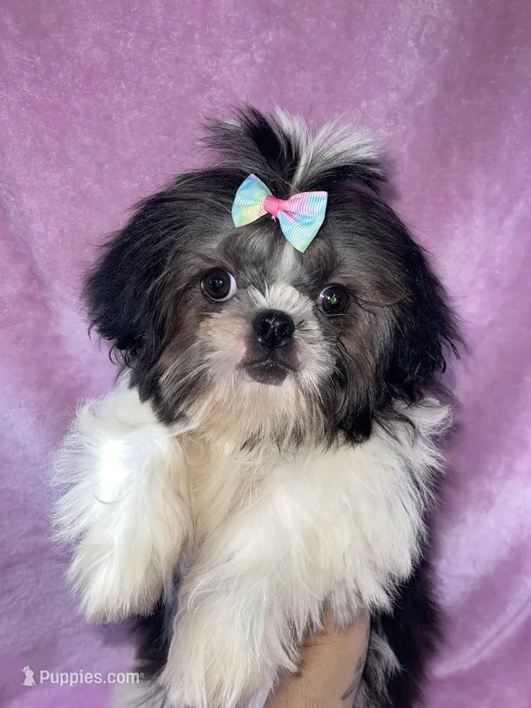 Girl #1 – Shih Tzu puppy for sale in Naperville, IL