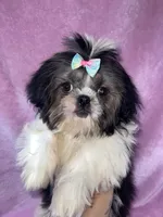 Girl #1, a female Shih Tzu for sale in Naperville, IL – Photo 1 of 10