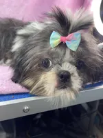 Girl #1, a female Shih Tzu for sale in Naperville, IL – Photo 7 of 10