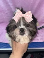 Girl #1, a female Shih Tzu for sale in Naperville, IL – Photo 6 of 10