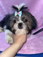 Girl #1, a female Shih Tzu for sale in Naperville, IL – Photo 3 of 10