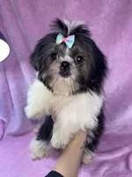 Girl #1, a female Shih Tzu for sale in Naperville, IL – Photo 5 of 10