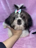 Girl #1, a female Shih Tzu for sale in Naperville, IL – Photo 9 of 10