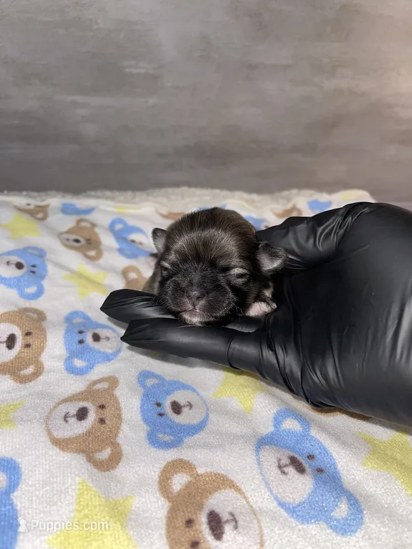 Boy # 2 – Maltese, Shih Tzu puppy for sale in Naperville, IL