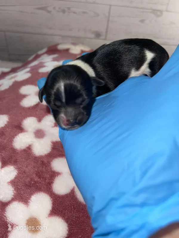 Female #1 – Maltese, Shih Tzu puppy for sale in Naperville, IL