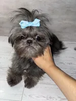Girl#2, a female Shih Tzu for sale in Naperville, IL – 6 of 7