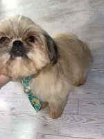Boy #1, a male Shih Tzu for sale in Naperville, IL – 4 of 7