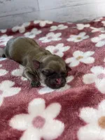 Female #2, a female Maltese and Shih Tzu for sale in Naperville, IL – 4 of 10