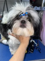 Boy#2, a male Shih Tzu for sale in Naperville, IL – 3 of 10