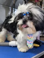 Boy#2, a male Shih Tzu for sale in Naperville, IL – 10 of 10