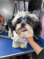 Boy#2, a male Shih Tzu for sale in Naperville, IL – 8 of 10