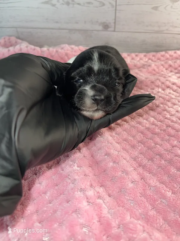 Female #1 – Maltese, Shih Tzu puppy for sale in Naperville, IL