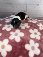 Female #1, a female Maltese and Shih Tzu for sale in Naperville, IL – 2 of 10