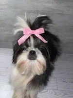 Girl #1, a female Shih Tzu for sale in Naperville, IL – 6 of 10