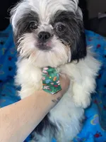 Boy#2, a male Shih Tzu for sale in Naperville, IL – Photo 5 of 10