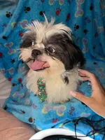 Boy#2, a male Shih Tzu for sale in Naperville, IL – Photo 10 of 10