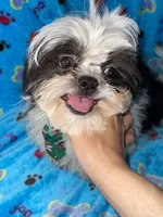 Boy#2, a male Shih Tzu for sale in Naperville, IL – Photo 4 of 10