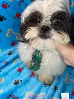 Boy#2, a male Shih Tzu for sale in Naperville, IL – Photo 8 of 10