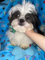 Boy#2, a male Shih Tzu for sale in Naperville, IL – Photo 9 of 10