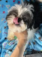 Boy#2, a male Shih Tzu for sale in Naperville, IL – Photo 3 of 10