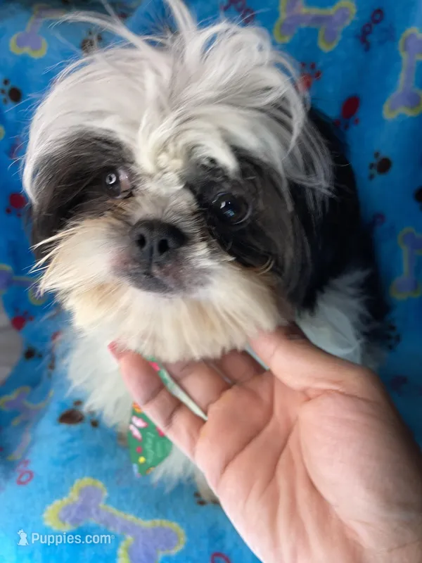 Boy#2 – Shih Tzu puppy for sale in Naperville, IL