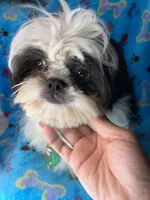 Boy#2, a male Shih Tzu for sale in Naperville, IL – Photo 1 of 10