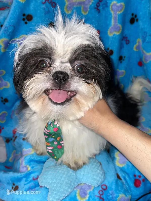 Boy#2 – Shih Tzu puppy for sale in Naperville, IL