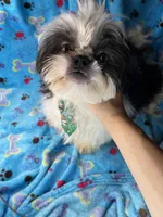 Boy#2, a male Shih Tzu for sale in Naperville, IL – Photo 7 of 10
