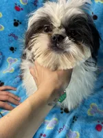 Boy#2, a male Shih Tzu for sale in Naperville, IL – Photo 2 of 10
