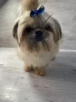 Boy #1, a male Shih Tzu for sale in Naperville, IL – 6 of 7