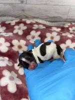 Female #3, a female Maltese and Shih Tzu for sale in Naperville, IL – 4 of 9