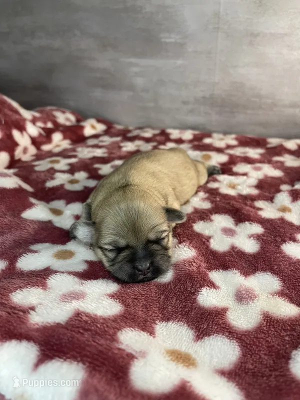 Female #2 – Maltese, Shih Tzu puppy for sale in Naperville, IL
