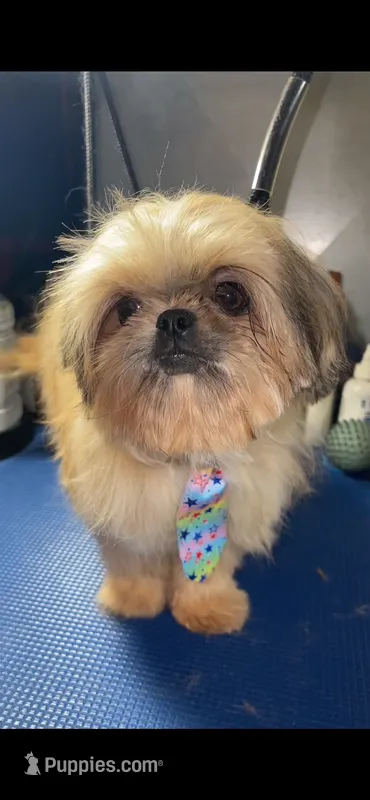 Boy #2 – Shih Tzu puppy for sale in Naperville, IL