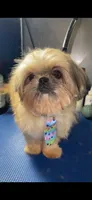 Boy #1, a male Shih Tzu for sale in Naperville, IL – 1 of 6