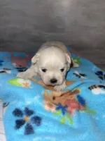 Male #3, a male Maltese and Shih Tzu for sale in Naperville, IL – 10 of 10