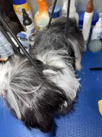 Girl #1, a female Shih Tzu for sale in Naperville, IL – 7 of 10