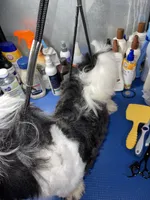 Boy#2, a male Shih Tzu for sale in Naperville, IL – 4 of 10