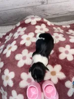 Female #1, a female Maltese and Shih Tzu for sale in Naperville, IL – 4 of 10