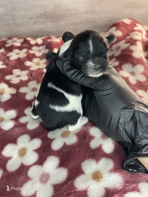 Female #1 – Maltese, Shih Tzu puppy for sale in Naperville, IL