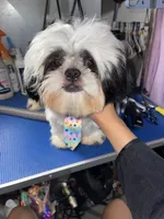 Boy#2, a male Shih Tzu for sale in Naperville, IL – 5 of 10