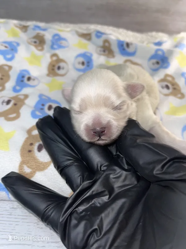 Boy #1 – Maltese, Shih Tzu puppy for sale in Naperville, IL