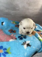 Male #3, a male Maltese and Shih Tzu for sale in Naperville, IL – 8 of 10