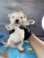 Male #3, a male Maltese and Shih Tzu for sale in Naperville, IL – 7 of 10