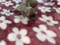 Female #2, a female Maltese and Shih Tzu for sale in Naperville, IL – 5 of 10