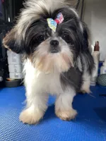 Girl #1, a female Shih Tzu for sale in Naperville, IL – 1 of 10