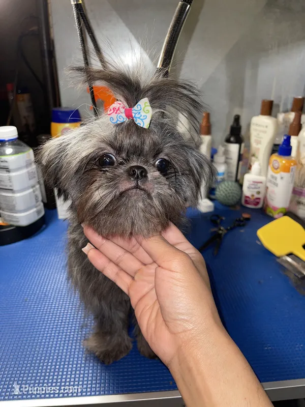 Girl#2 – Shih Tzu puppy for sale in Naperville, IL