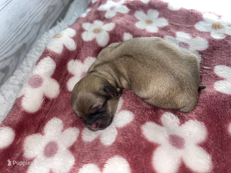 Female #2 – Maltese, Shih Tzu puppy for sale in Naperville, IL