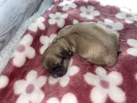 Female #2, a female Maltese and Shih Tzu for sale in Naperville, IL – 1 of 10