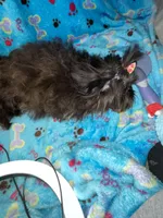 Girl #1, a female Shih Tzu for sale in Naperville, IL – Photo 3 of 10