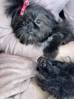 Girl #1, a female Shih Tzu for sale in Naperville, IL – Photo 10 of 10